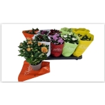 Chrysanthemum indi grp double flowered mix 12cm