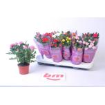 Rosa Potiroos beau monde mix 7 varieties 10,5cm