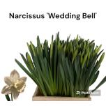 Narcissus Nartsiss Wedding Bell