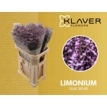 Limonium Parkjuur Safora Lilac 80cm