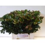 Ilex Iileks Blue Prince 40cm (tk)