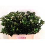 Ilex Iileks Blue Prince 55cm (tk)