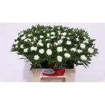 Callistephus Aedaster Mats White 45cm