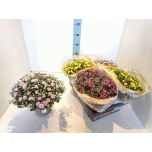 Chrysanthemum indi grp other 19cm