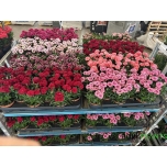 Dianthus mixed trolley 10,5cm