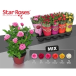 Rosa star roses mix 12cm