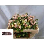 Symphoricarpos Lumimari Magic Mandy 50cm