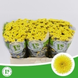 Chrysanthemum Krüsanteem SANTINI Calimero Sunny*25