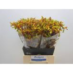 Anigozanthos Kängurukäpp Orange Velvet 50cm