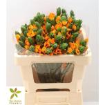 Ornithogalum Linnupiim Orange Fire 50cm