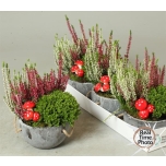 Arrangementen garden plants 16cm