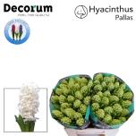 Hyacinthus Hüatsint Pallas