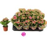 Kalanchoe Kalanhoe Nando roze 7cm