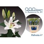 Lilium Liilia OR Helvetia 85cm