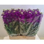 Matthiola Levkoi phantom purple 65cm