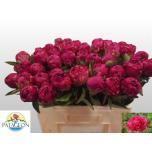 Paeonia Pojeng Paul M Wild 50cm