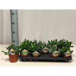 Crassula Turdleht Mixed 12cm