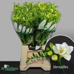 Freesia Versailles