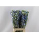 Delphinium Kukekannus si Sky Blue 70cm