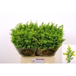 Solidago Kuldvits Carzan Glory 60cm