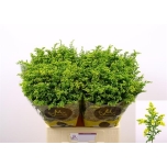 Solidago Kuldvits Carzan Glory 70cm