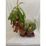 Nepenthes Kanntaim 14cm