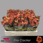 Roos 50cm Fire Cracker (Afri Flora)