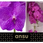 Vanda Hot Magenta 1oks