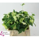 Helleborus Lumeroos Queens White 30cm