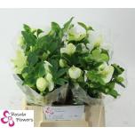 Helleborus Lumeroos Queens White 40cm