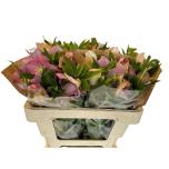 Helleborus Lumeroos Queen´s Light Pink 50cm