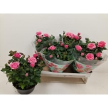 Rosa Potiroos favourite roses pink 20cm