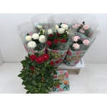 Rosa Potiroos Favourite Roses mix 3 varieties 17cm