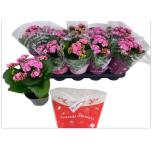 Kalanchoe blos Kalanhoe double perfecta rosa 12cm