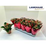 Kalanchoe blos Kalanhoe double perfecta red 12cm