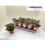 Kalanchoe blos Kalanhoe double perfecta red 12cm