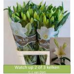 Lilium Liilia LF Watch Up 90cm