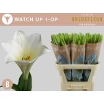 Lilium Liilia LF Watch Up 90cm