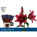 Lilium Liilia LA Forza Red