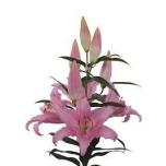 Lilium Liilia OR Catone 90cm