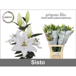 Lilium Liilia OR Sisto 100cm