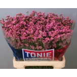 Limonium Parkjuur Princess Diamond 70cm