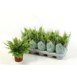 Nephrolepis ex Nefroleep Green Moment 12cm