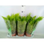 Nephrolepis ex Nefroleep green moment 17cm