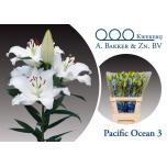 Lilium Liilia OR Pacific Ocean 85cm