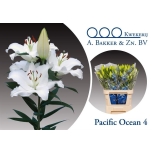 Lilium Liilia OR Pacific Ocean 90cm