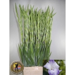 Gladiolus Gladiool Sweet Blue