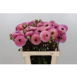 Dahlia Daalia wine eyed jill 60cm