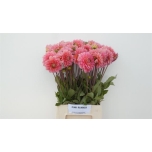 Dahlia Daalia Dec Pink Runner 55cm