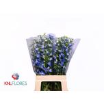 Delphinium Kukekannus Sky Waltz 70cm